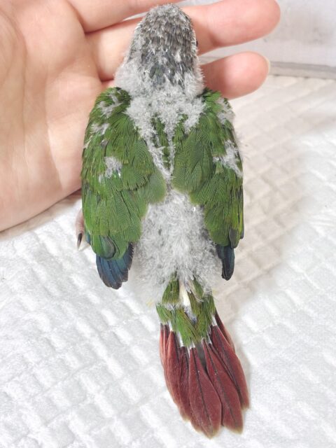 ワキコガネウロコインコ