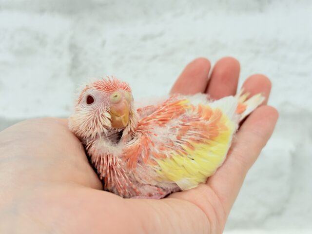 アキクサインコ（秋草インコ）
