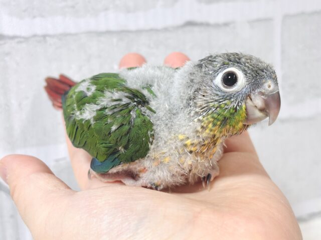 ワキコガネウロコインコ