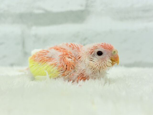 アキクサインコ（秋草インコ）