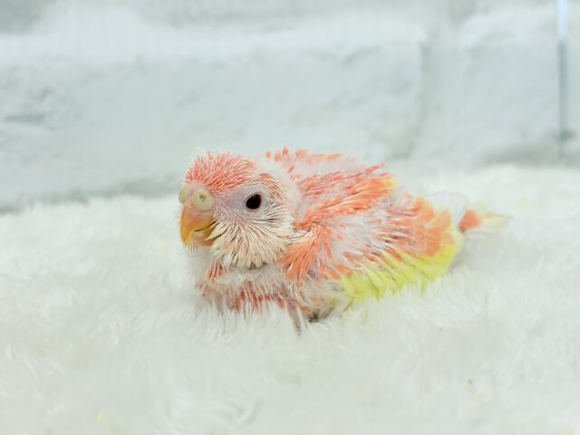 アキクサインコ（秋草インコ）