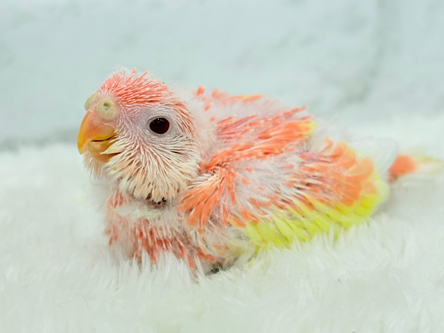 フルーツ国のわた毛ヒナちゃん🐣🍑💖アキクサインコ(ルビノー) ヒナ