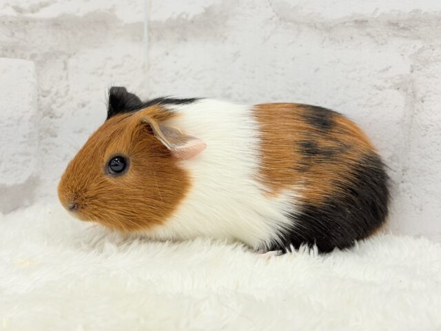 イングリッシュモルモット