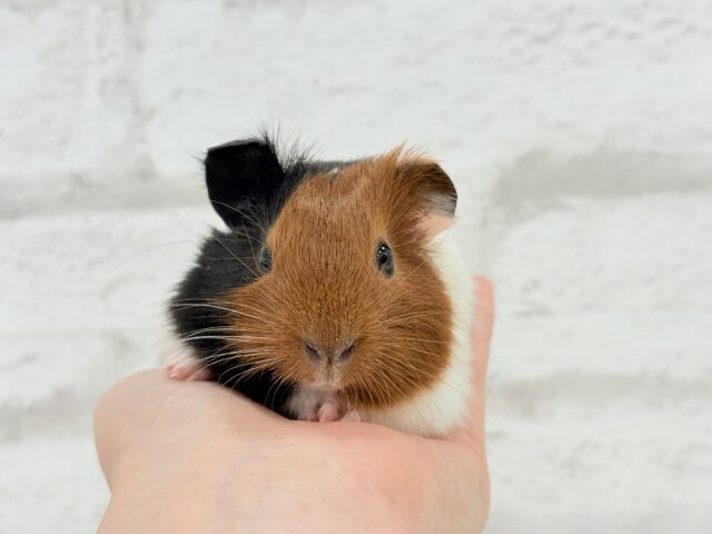 イングリッシュモルモット