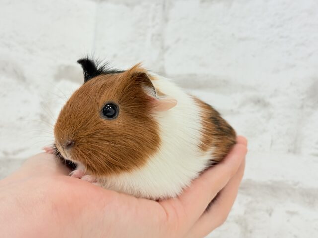 イングリッシュモルモット