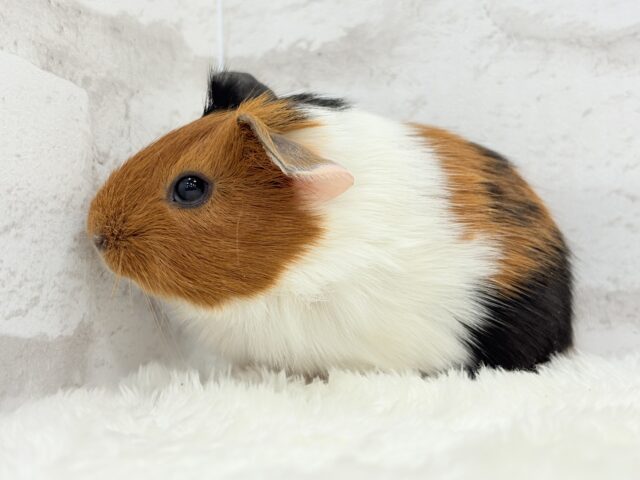 イングリッシュモルモット