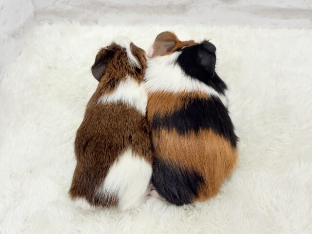 イングリッシュモルモット