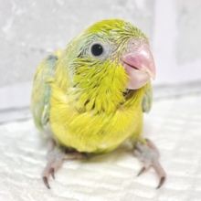 マメルリハ  パステルイエローグリーンSPターコイズ  男の子   🍋🌿‬‪✨️