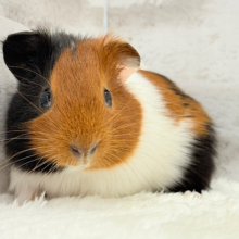 かっこいい⚡️トラ柄パンツ履いてます♡イングリッシュモルモット(女の子)