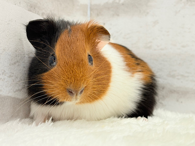 かっこいい⚡️トラ柄パンツ履いてます♡イングリッシュモルモット(女の子)