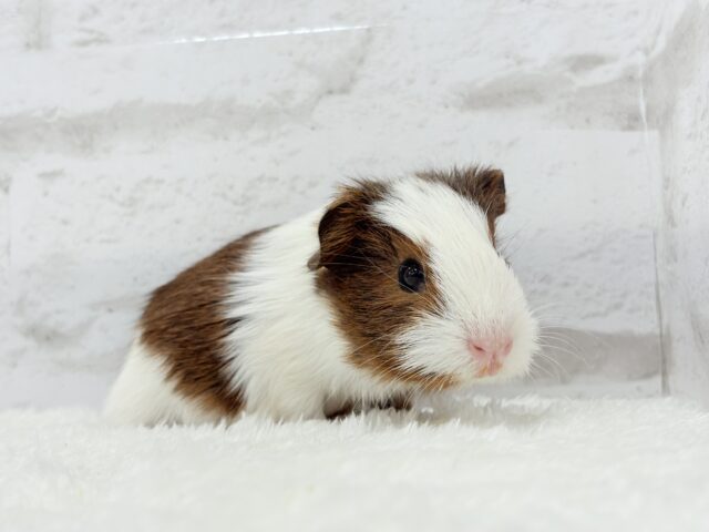 イングリッシュモルモット