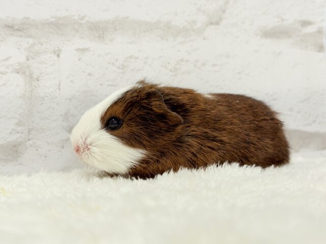 イングリッシュモルモット