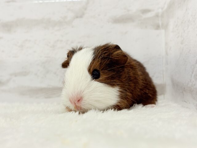 イングリッシュモルモット