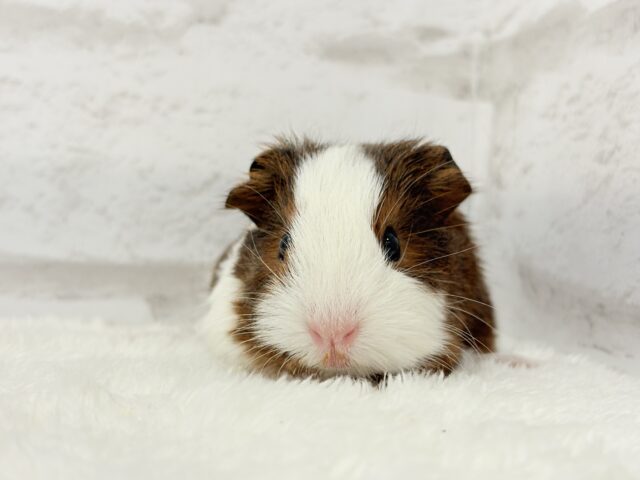 イングリッシュモルモット