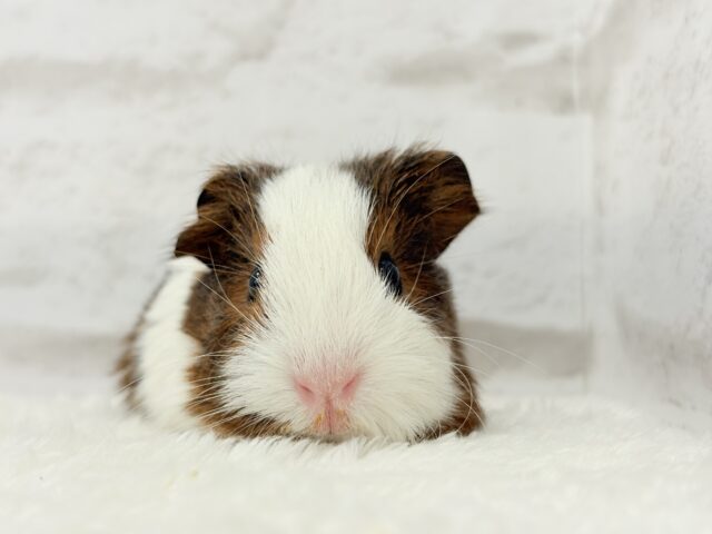イングリッシュモルモット