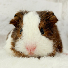 プリティーベイビーフェイス🐹💖イングリッシュモルモット(女の子)