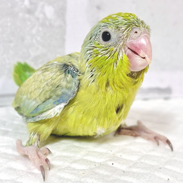 マメルリハ