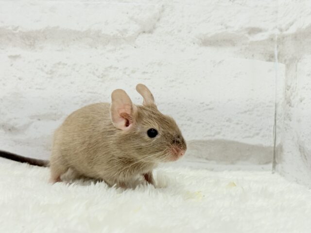 デグー
