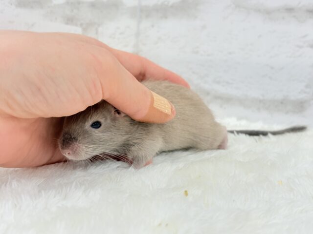 デグー