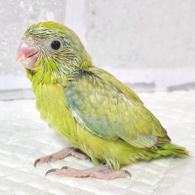 マメルリハ
