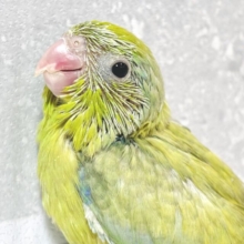 マメルリハ  パステルダークグリーンSPターコイズ  男の子  🌲🍵⟡.·*.