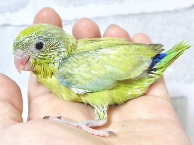 マメルリハ