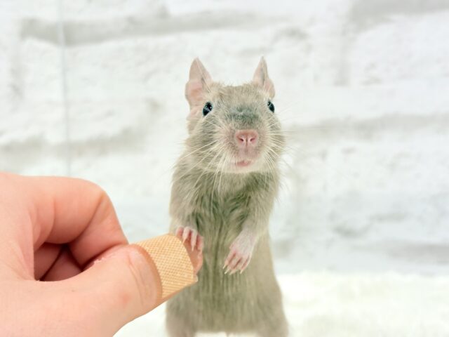 デグー