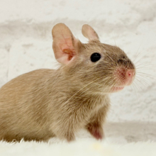 【動画更新🪄】たくさんお話聞きたいな♬*°デグー(サンド) 女の子