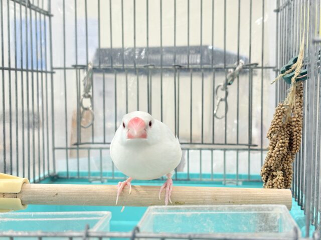 シルバーイノ文鳥