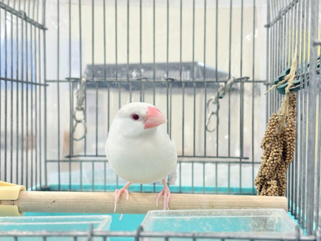 シルバーイノ文鳥
