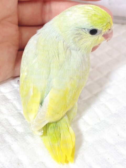 マメルリハ ターコイズダイリュートミント 女の子 🍀🌿 ゚⋆˙⟡ マメルリハ