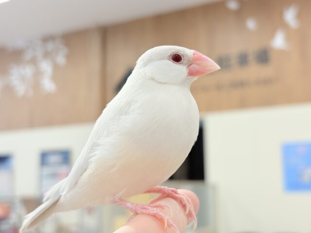 シルバーイノ文鳥