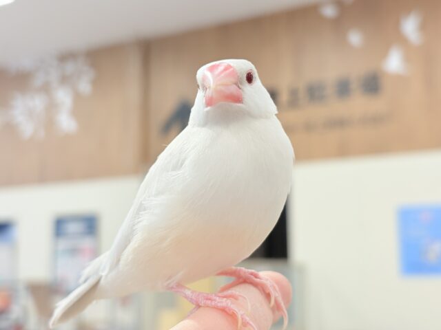シルバーイノ文鳥