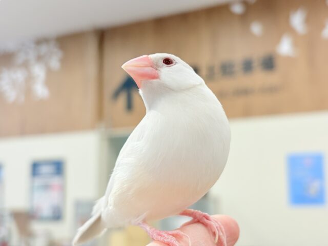 シルバーイノ文鳥
