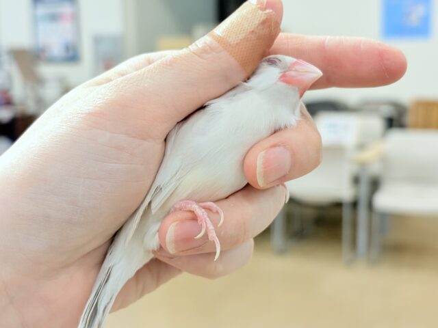 シルバーイノ文鳥