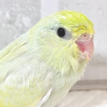 マメルリハ  ターコイズダイリュートミント  女の子  🍀🌿 ﾟ⋆˙⟡