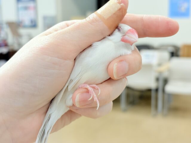 シルバーイノ文鳥