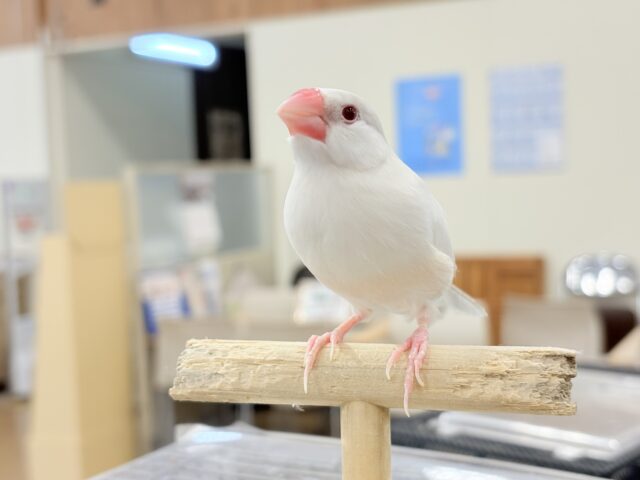 シルバーイノ文鳥
