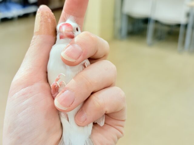 シルバーイノ文鳥