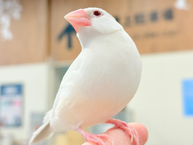 【最新画像更新🪄】文鳥界のアイドル誕生🐥🍬シルバーイノ文鳥