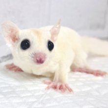 フクロモモンガ  リューシスティック  女の子   ‎🤍✨️✧*｡