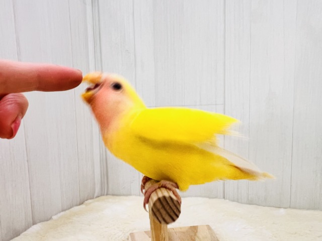 コザクラインコ（小桜インコ）