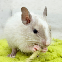 元気よく食べて遊ぶよ~♩♩デグー(パイド)男の子