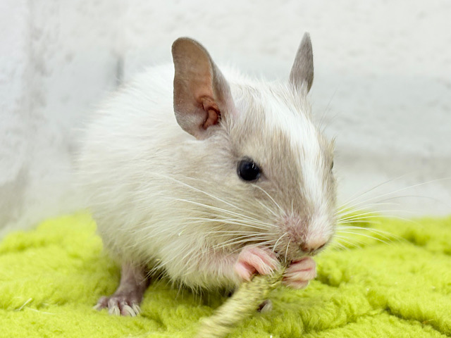 元気よく食べて遊ぶよ~♩♩デグー(パイド)男の子