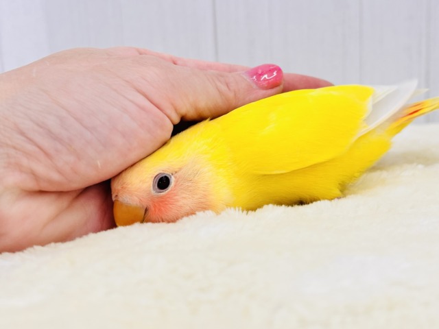 コザクラインコ（小桜インコ）