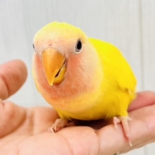 画像更新☆パッと花咲き🌼赤ら顔のまっきっき💛小桜インコのルチノー🌟