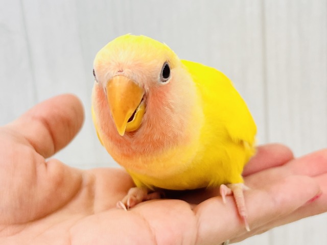 画像更新☆パッと花咲き🌼赤ら顔のまっきっき💛小桜インコのルチノー🌟