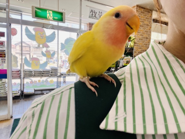 コザクラインコ（小桜インコ）