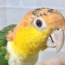 シロハラインコ  男の子  ‎🤍‎🍊🌳