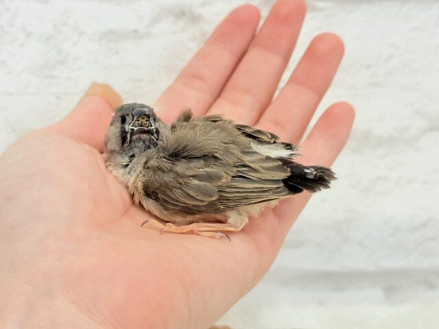 ジャンボキンカチョウ